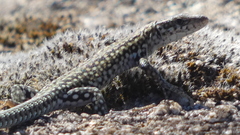 Podarcis guadarramae guadarramae