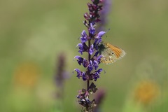 Coenonympha glycerion