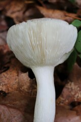 Russula cyanoxantha
