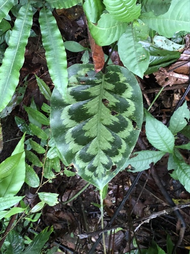 Goeppertia pseudoveitchiana, photograph 4