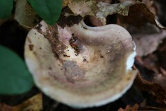 Russula cyanoxantha