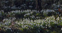 Galanthus elwesii