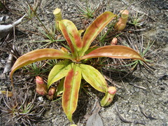 Nepenthes andamana