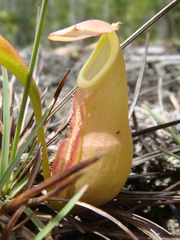 Nepenthes andamana
