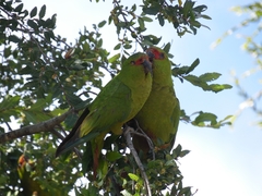 Enicognathus leptorhynchus