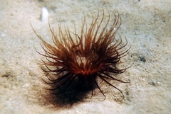 Pachycerianthus solitarius