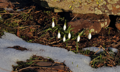 Galanthus fosteri