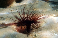 Pachycerianthus solitarius