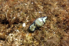 Lamprohaminoea ovalis