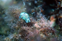 Lamprohaminoea ovalis