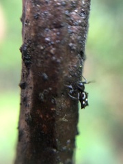 Micrathena