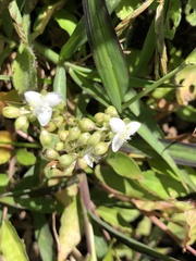 Tradescantieae
