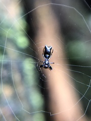 Micrathena