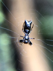 Micrathena