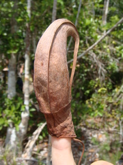 Nepenthes mirabilis