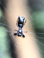 Micrathena