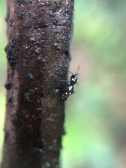 Micrathena