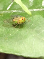 Cyphoceratopini