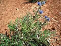 Echinops ritro meyeri