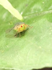 Cyphoceratopini