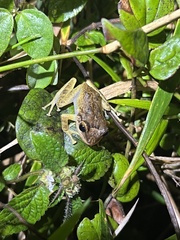Eleutherodactylus coqui