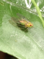 Cyphoceratopini