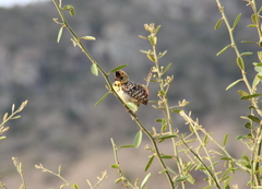 Trachyphonus darnaudii