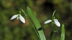 Galanthus fosteri