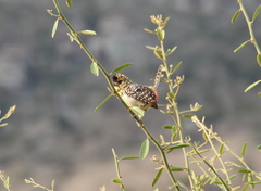 Trachyphonus darnaudii