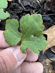 Ranunculus recurvatus