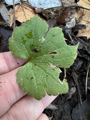 Ranunculus recurvatus