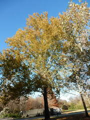 Platanus mexicana