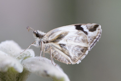 Heliopetes omrina