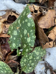 Pulmonaria