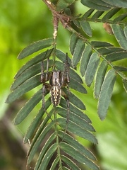 Neoscona theisi