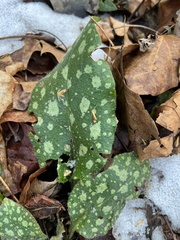 Pulmonaria