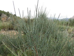 Ephedra