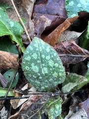 Pulmonaria