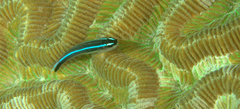 Elacatinus lobeli