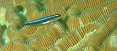 Elacatinus lobeli