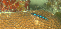 Elacatinus lobeli