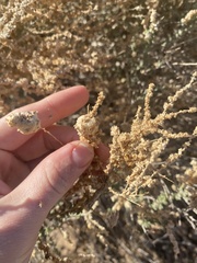 Asphondylia floccosa