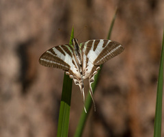 Protographium leosthenes