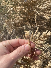 Asphondylia floccosa