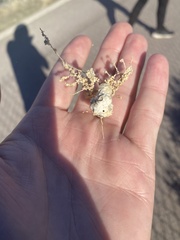 Asphondylia floccosa