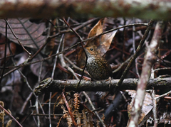 Pnoepyga pusilla