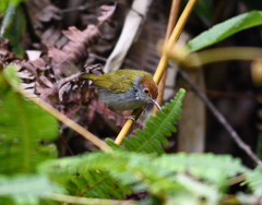 Orthotomus atrogularis