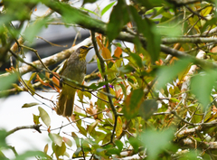 Pycnonotus finlaysoni