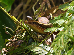 Eutropis