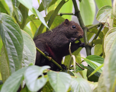 Callosciurus erythraeus